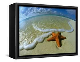 Starfish on Edge of Shore-null-Framed Stretched Canvas