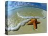 Starfish on Edge of Shore-null-Stretched Canvas