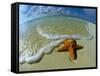 Starfish on Edge of Shore-null-Framed Stretched Canvas