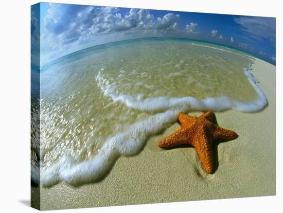 Starfish on Edge of Shore-null-Stretched Canvas