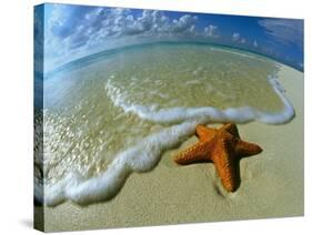 Starfish on Edge of Shore-null-Stretched Canvas