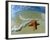 Starfish on Edge of Shore-null-Framed Photographic Print