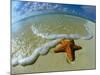 Starfish on Edge of Shore-null-Mounted Photographic Print