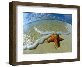 Starfish on Edge of Shore-null-Framed Photographic Print