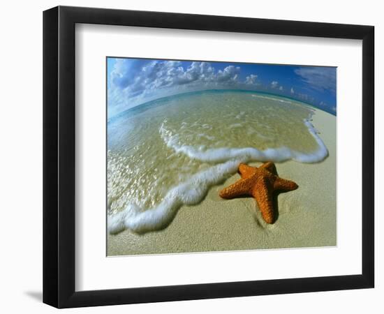 Starfish on Edge of Shore-null-Framed Photographic Print