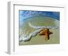 Starfish on Edge of Shore-null-Framed Photographic Print