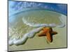 Starfish on Edge of Shore-null-Mounted Photographic Print