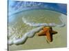 Starfish on Edge of Shore-null-Stretched Canvas