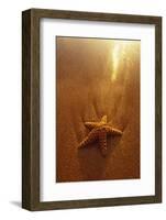 Starfish on Maui Beach-Darrell Gulin-Framed Photographic Print