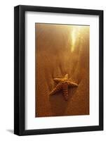 Starfish on Maui Beach-Darrell Gulin-Framed Photographic Print