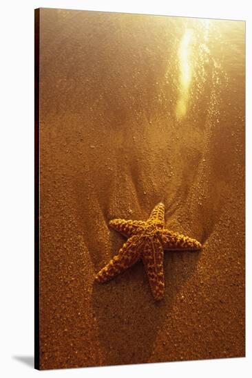 Starfish on Maui Beach-Darrell Gulin-Stretched Canvas