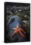 Starfish on Rock at Low Tide, Dail Beag Beach, Lewis, Outer Hebrides, Scotland, UK, June 2009-Muñoz-Framed Stretched Canvas