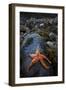 Starfish on Rock at Low Tide, Dail Beag Beach, Lewis, Outer Hebrides, Scotland, UK, June 2009-Muñoz-Framed Premium Photographic Print