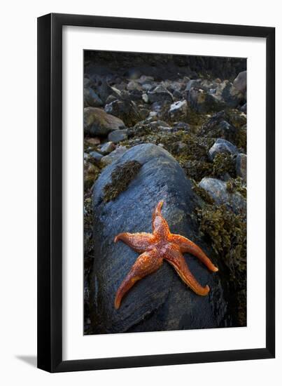 Starfish on Rock at Low Tide, Dail Beag Beach, Lewis, Outer Hebrides, Scotland, UK, June 2009-Muñoz-Framed Premium Photographic Print