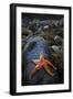 Starfish on Rock at Low Tide, Dail Beag Beach, Lewis, Outer Hebrides, Scotland, UK, June 2009-Muñoz-Framed Premium Photographic Print