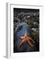 Starfish on Rock at Low Tide, Dail Beag Beach, Lewis, Outer Hebrides, Scotland, UK, June 2009-Muñoz-Framed Premium Photographic Print
