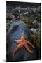 Starfish on Rock at Low Tide, Dail Beag Beach, Lewis, Outer Hebrides, Scotland, UK, June 2009-Muñoz-Mounted Premium Photographic Print