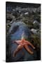 Starfish on Rock at Low Tide, Dail Beag Beach, Lewis, Outer Hebrides, Scotland, UK, June 2009-Muñoz-Stretched Canvas