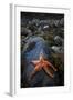 Starfish on Rock at Low Tide, Dail Beag Beach, Lewis, Outer Hebrides, Scotland, UK, June 2009-Muñoz-Framed Photographic Print