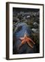 Starfish on Rock at Low Tide, Dail Beag Beach, Lewis, Outer Hebrides, Scotland, UK, June 2009-Muñoz-Framed Photographic Print