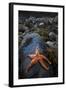 Starfish on Rock at Low Tide, Dail Beag Beach, Lewis, Outer Hebrides, Scotland, UK, June 2009-Muñoz-Framed Photographic Print