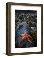 Starfish on Rock at Low Tide, Dail Beag Beach, Lewis, Outer Hebrides, Scotland, UK, June 2009-Muñoz-Framed Photographic Print