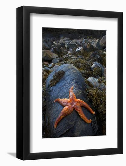 Starfish on Rock at Low Tide, Dail Beag Beach, Lewis, Outer Hebrides, Scotland, UK, June 2009-Muñoz-Framed Photographic Print