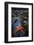 Starfish on Rock at Low Tide, Dail Beag Beach, Lewis, Outer Hebrides, Scotland, UK, June 2009-Muñoz-Framed Photographic Print