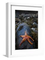 Starfish on Rock at Low Tide, Dail Beag Beach, Lewis, Outer Hebrides, Scotland, UK, June 2009-Muñoz-Framed Photographic Print