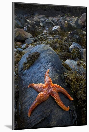 Starfish on Rock at Low Tide, Dail Beag Beach, Lewis, Outer Hebrides, Scotland, UK, June 2009-Muñoz-Mounted Photographic Print