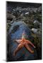 Starfish on Rock at Low Tide, Dail Beag Beach, Lewis, Outer Hebrides, Scotland, UK, June 2009-Muñoz-Mounted Photographic Print