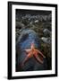 Starfish on Rock at Low Tide, Dail Beag Beach, Lewis, Outer Hebrides, Scotland, UK, June 2009-Muñoz-Framed Photographic Print