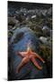 Starfish on Rock at Low Tide, Dail Beag Beach, Lewis, Outer Hebrides, Scotland, UK, June 2009-Muñoz-Mounted Photographic Print