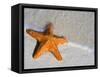Starfish on Shore-null-Framed Stretched Canvas
