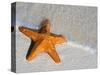 Starfish on Shore-null-Stretched Canvas