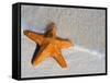 Starfish on Shore-null-Framed Stretched Canvas