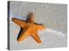 Starfish on Shore-null-Stretched Canvas