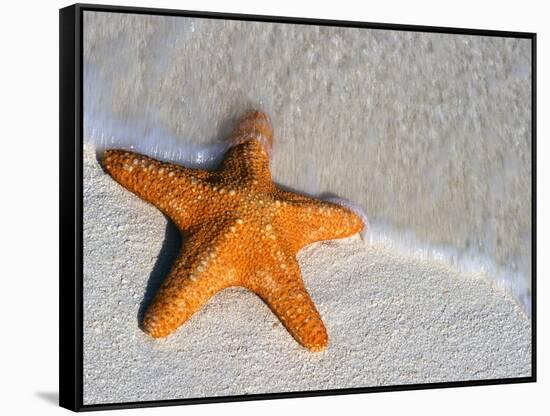 Starfish on Shore-null-Framed Stretched Canvas