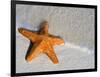 Starfish on Shore-null-Framed Photographic Print