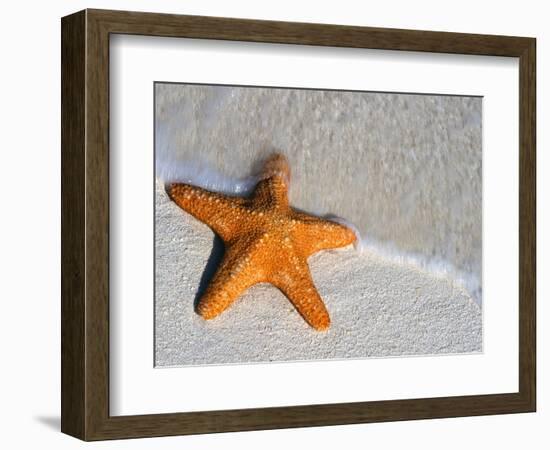 Starfish on Shore-null-Framed Photographic Print