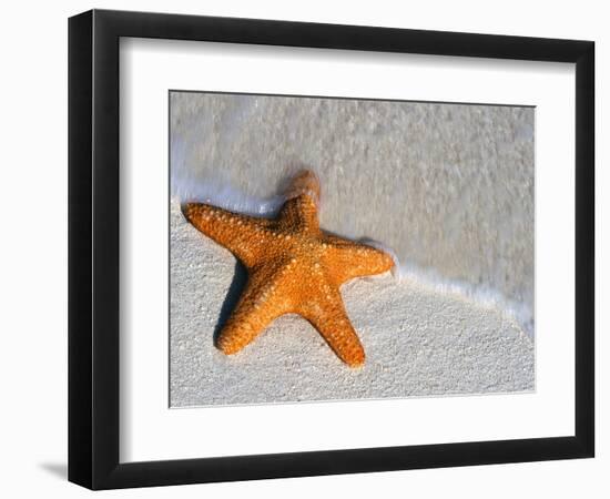 Starfish on Shore-null-Framed Photographic Print