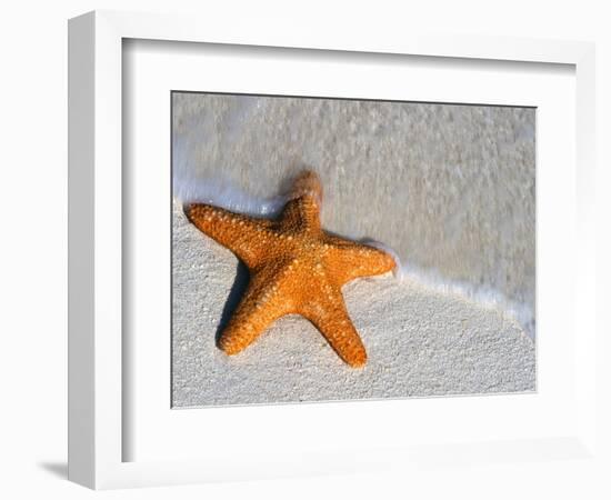 Starfish on Shore-null-Framed Photographic Print
