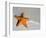 Starfish on Shore-null-Framed Photographic Print