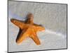 Starfish on Shore-null-Mounted Photographic Print