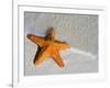 Starfish on Shore-null-Framed Photographic Print