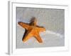 Starfish on Shore-null-Framed Photographic Print