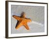 Starfish on Shore-null-Framed Photographic Print