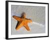 Starfish on Shore-null-Framed Photographic Print