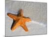 Starfish on Shore-null-Mounted Photographic Print