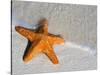 Starfish on Shore-null-Stretched Canvas